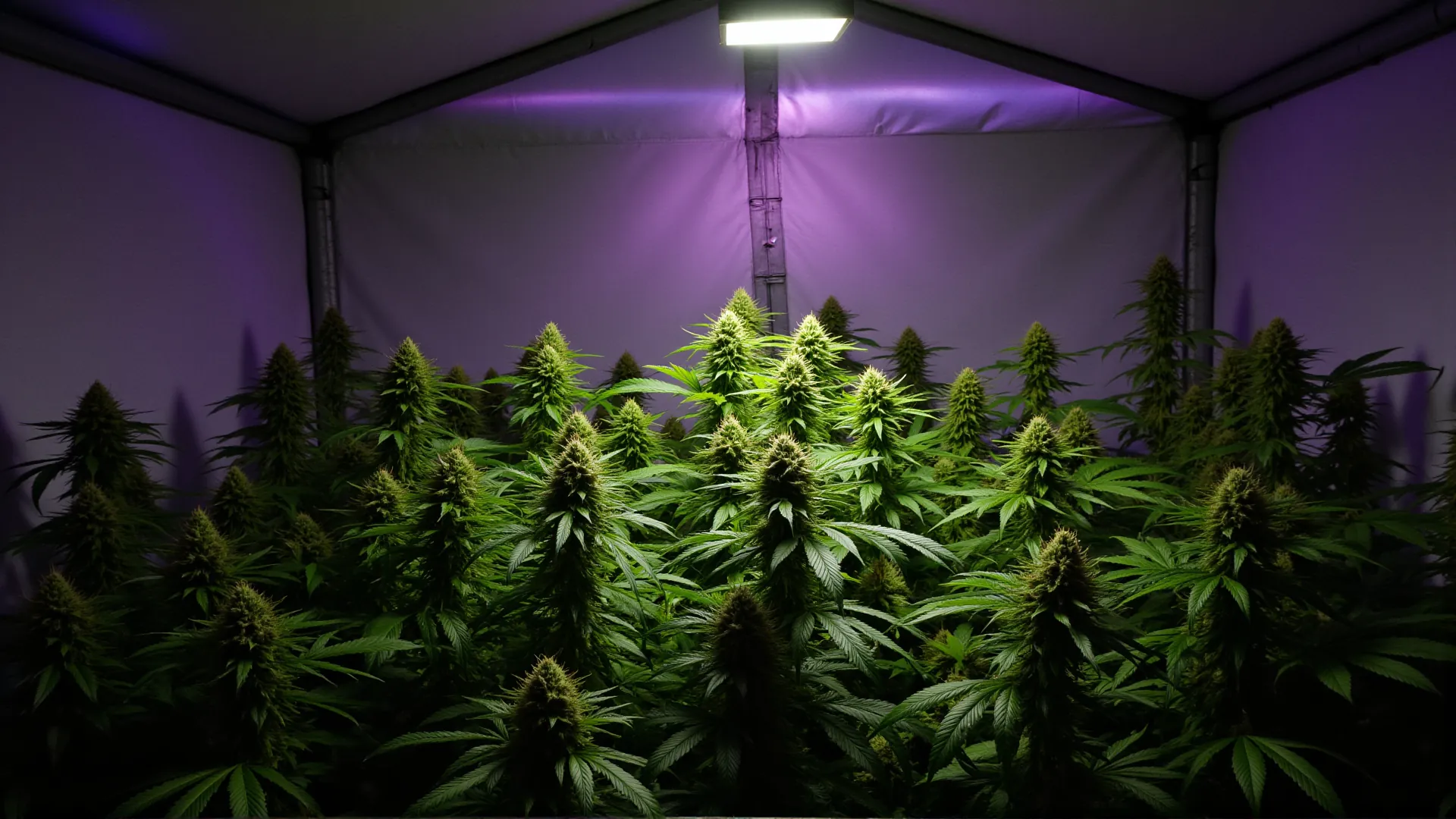 Advanced Nutrients Perfekte Dünger für Deinen Cannabis Grow 2025