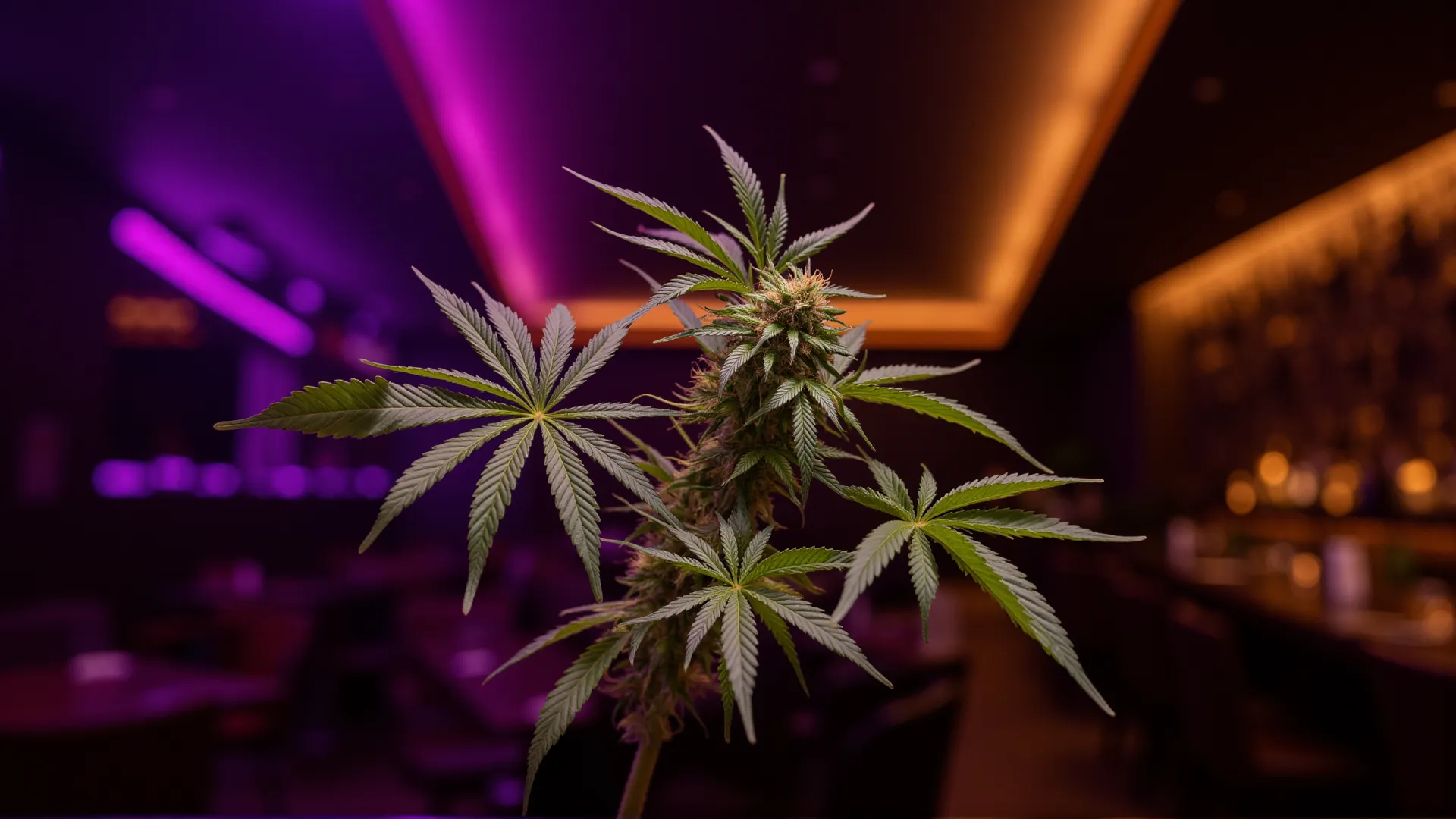 CBG9 vs THC: Unterschiede & Wirkungen erklärt