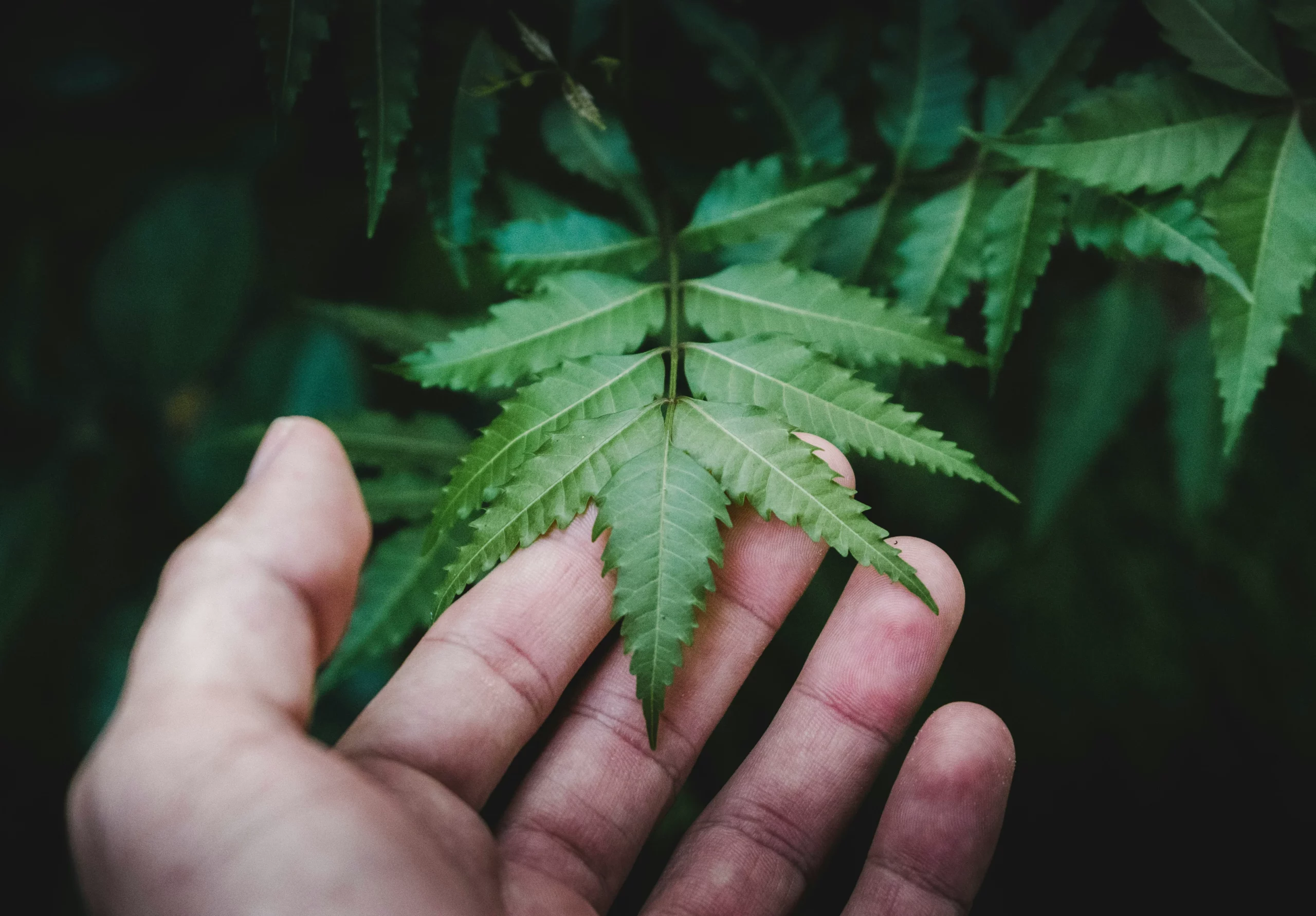 Langzeitfolgen von Cannabis, Körper und Geist