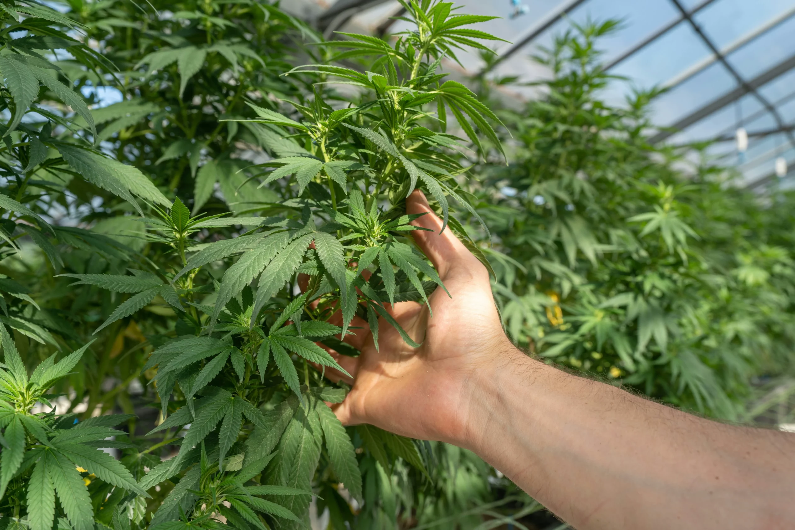 THC Dosierung beim Kochen: Tipps und Risiken